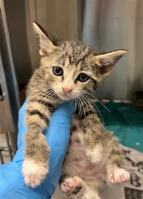 A baby small-sized female Domestic Short Hair cat named Porcini for adoption in Baytown, TX
