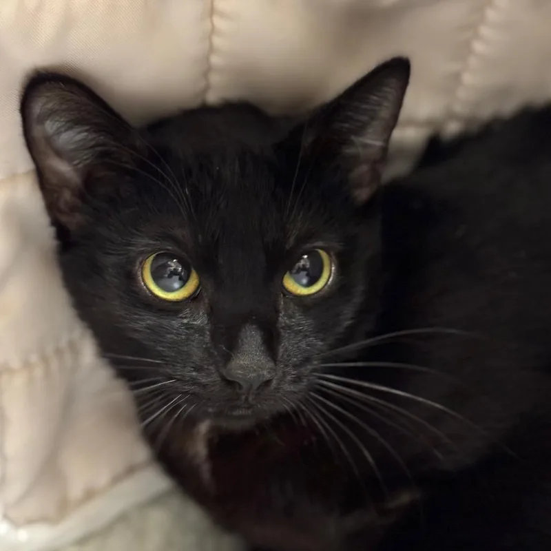 A young medium-sized female Black Domestic Short Hair cat named Cookie for adoption in Santa Barbara, CA