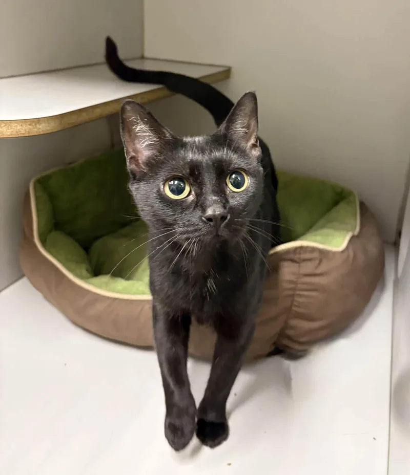 A young medium-sized female Domestic Short Hair cat named Sally for adoption in Medfield, MA