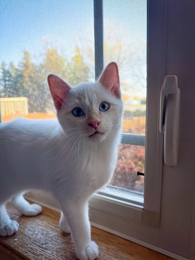 A baby small-sized male Siamese cat named Gumball for adoption in Blaine, MN