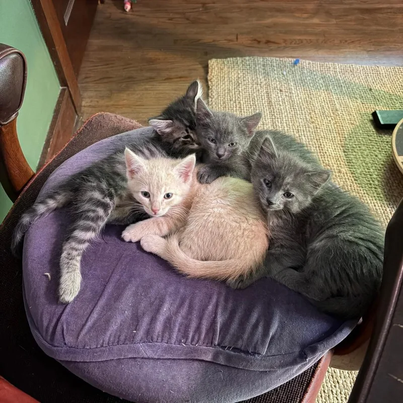A baby small-sized female Gray / Blue / Silver Domestic Short Hair cat named Frodo for adoption in Columbia, MO
