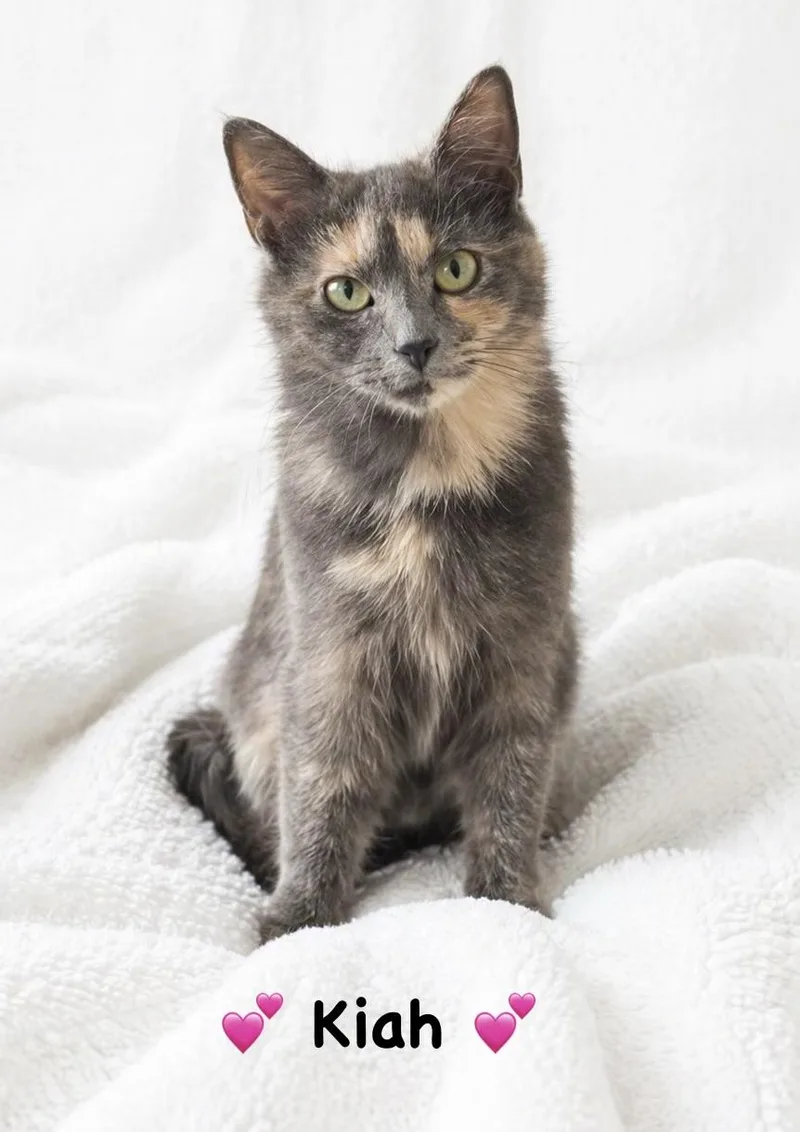 A young medium-sized female Dilute Tortoiseshell Dilute Tortoiseshell cat named Kiah for adoption in Copley, OH