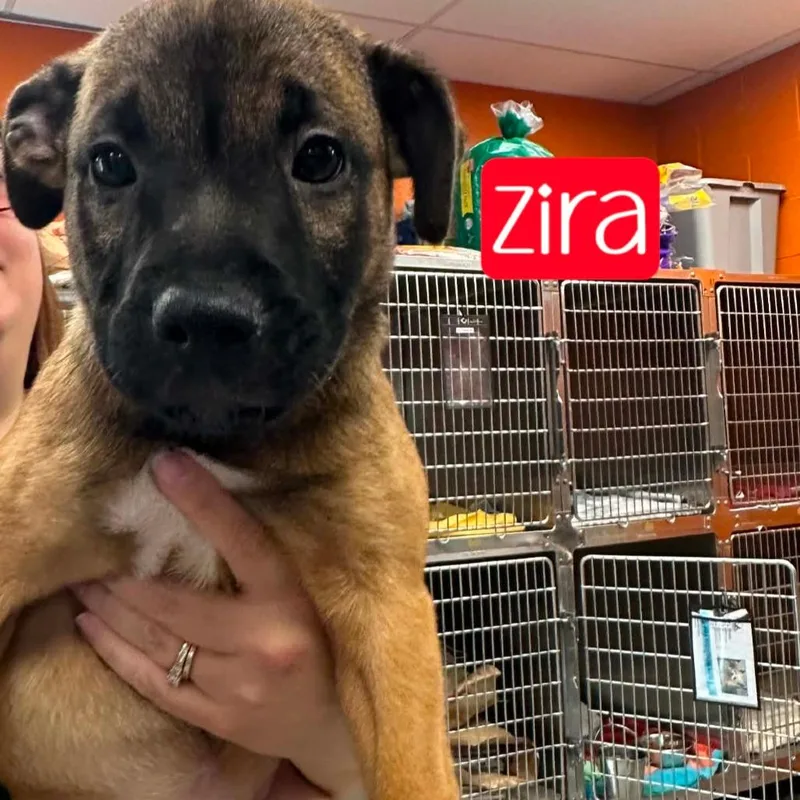 Zira