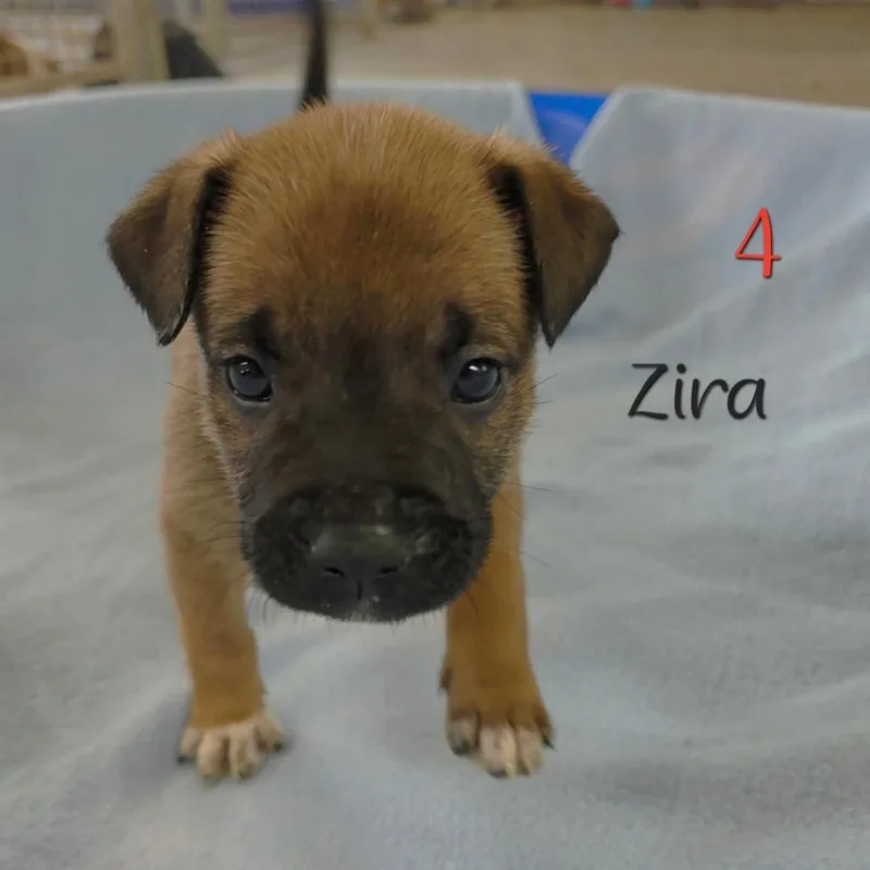 Zira thumbnail 2