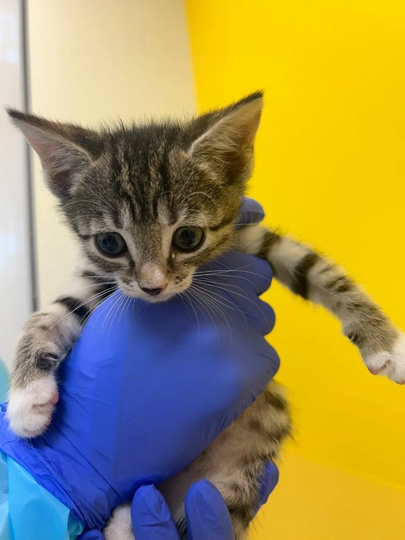 A baby small-sized female Tabby (Brown / Chocolate) Domestic Short Hair cat named Donna for adoption in Raleigh, NC