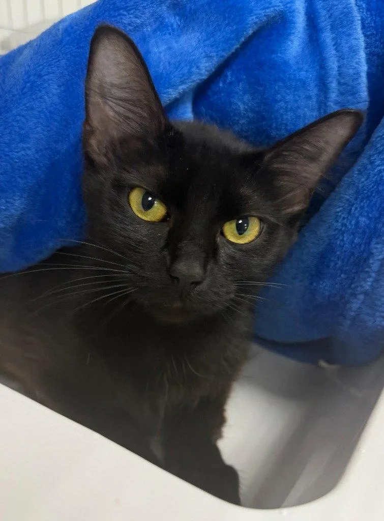 A young medium-sized female Black Domestic Short Hair cat named Sabrina for adoption in St. Helens, OR