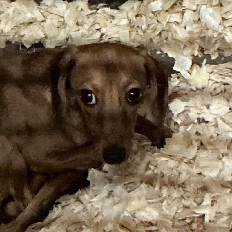 A young small-sized male Red / Chestnut / Orange Mixed Breed dog named Kenobi for adoption in Durant, OK