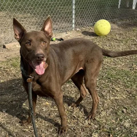 An adult large-sized female Labrador Retriever dog named Coco for adoption in Conroe, TX