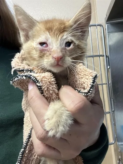A baby small-sized male Domestic Short Hair cat named Mango for adoption in Blythe, CA
