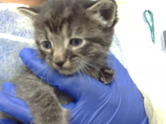 A baby medium-sized male Domestic Medium Hair cat named Todo for adoption in Dallas, TX