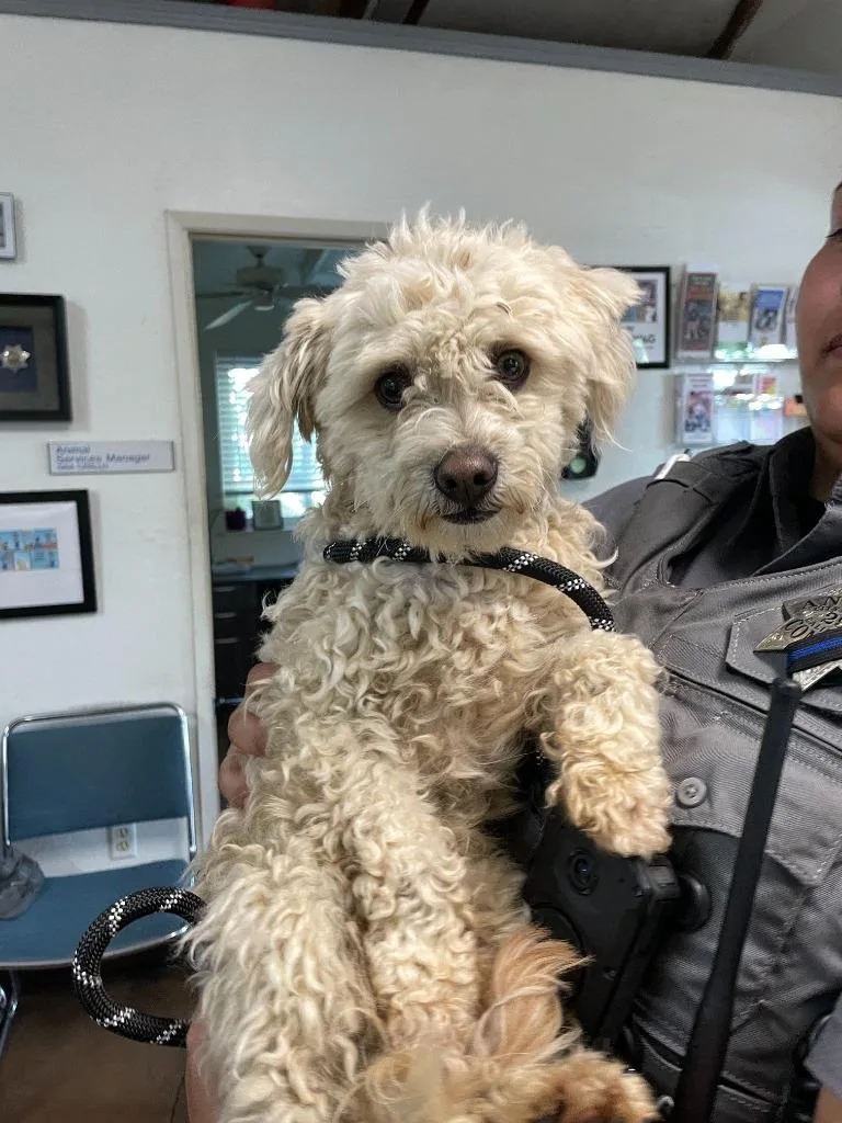An adult medium-sized male Poodle dog named Matson for adoption in Chico, CA