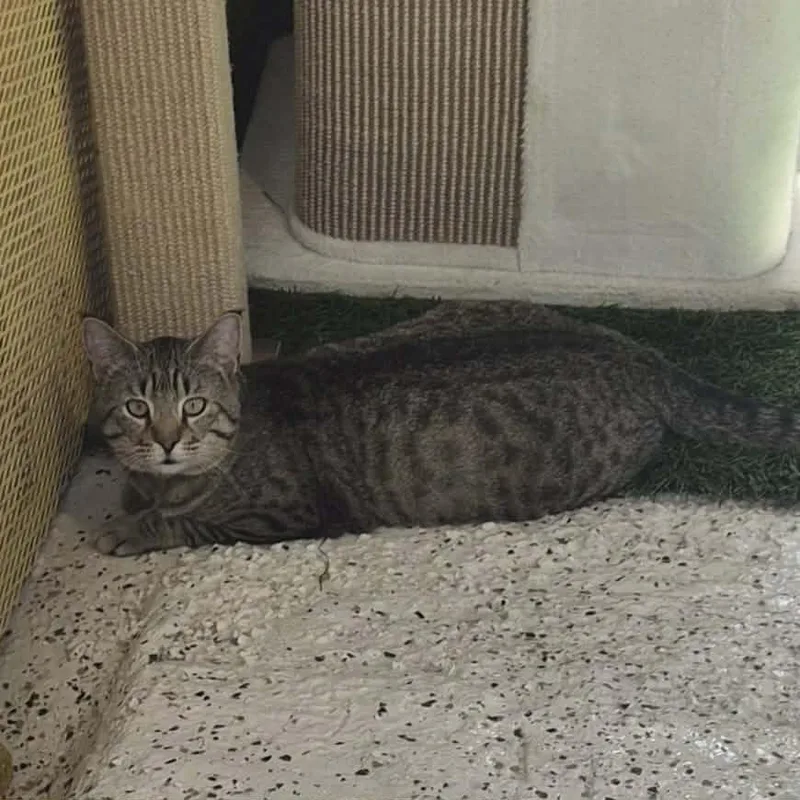 Nevermore thumbnail 3