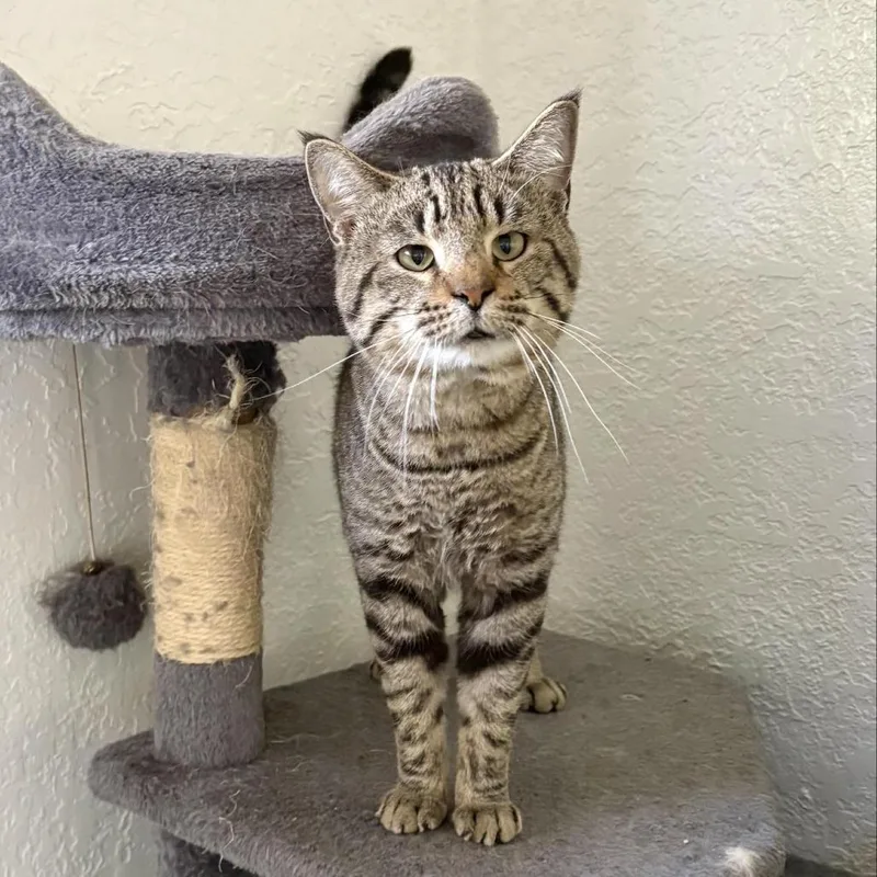 Nevermore thumbnail 4