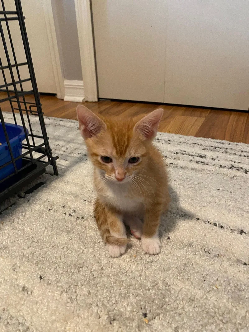 A baby medium-sized male Orange / Red Domestic Short Hair cat named Blaze for adoption in Orlando, FL
