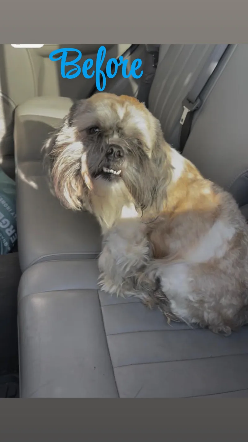 Louie thumbnail 2