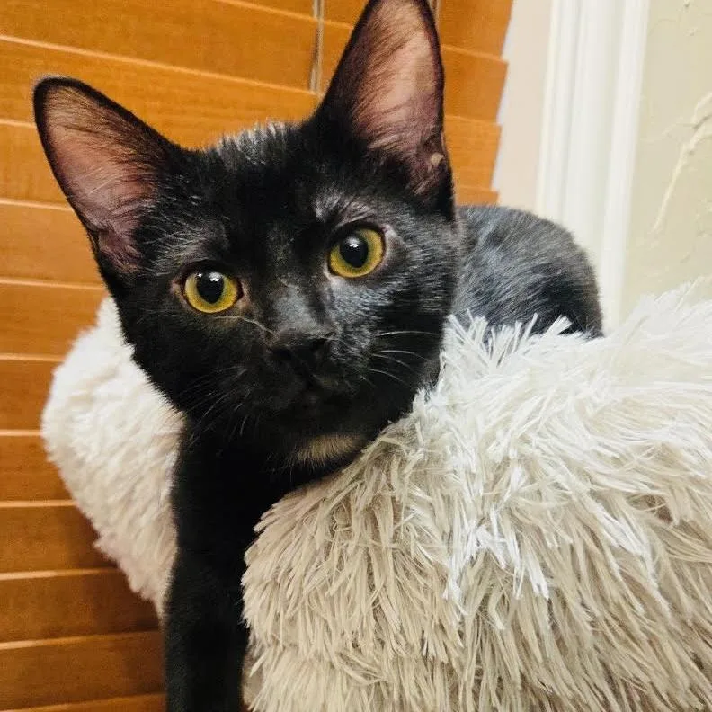 A baby small-sized female Black Domestic Short Hair cat named Yoko for adoption in Fort Worth, TX