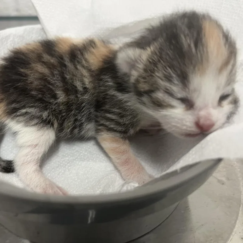 A baby small-sized female Calico Domestic Short Hair cat named Paramore for adoption in Edinburg, TX