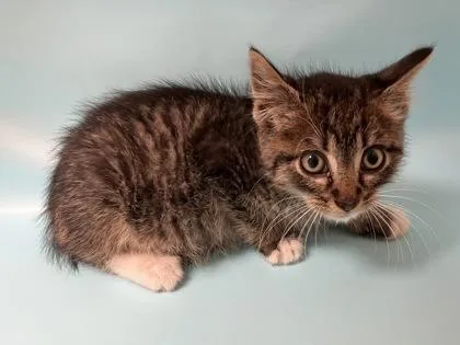 A baby small-sized male Domestic Short Hair cat named Mowgli for adoption in Woodbury, MN