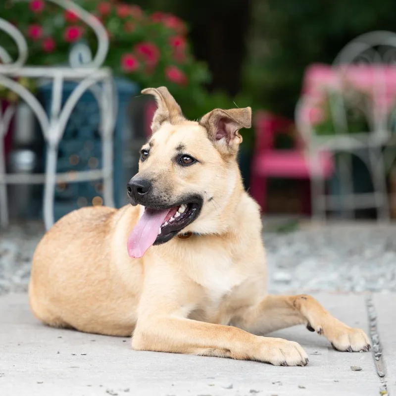 A young small-sized male Yellow / Tan / Blond / Fawn Shepherd dog named Maverick for adoption in Wake Forest, NC