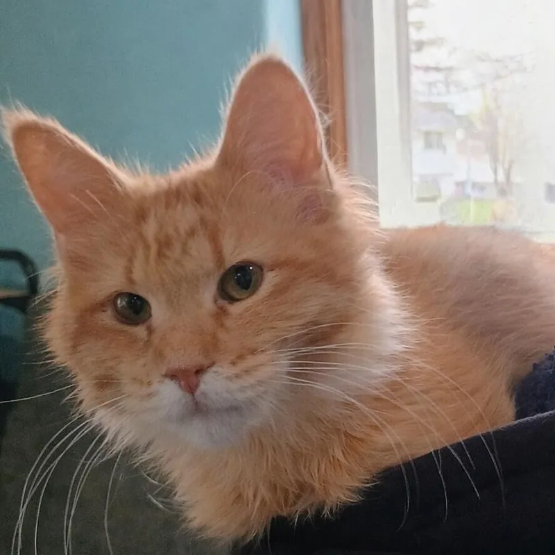 A baby medium-sized male Orange & White Domestic Long Hair cat named Jimmy for adoption in Farmington, MN