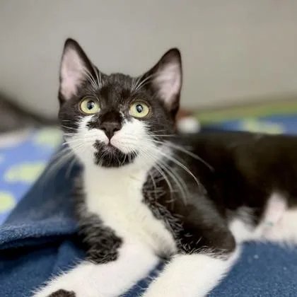 A baby small-sized male Black Domestic Short Hair cat named Duran for adoption in Atlanta, GA