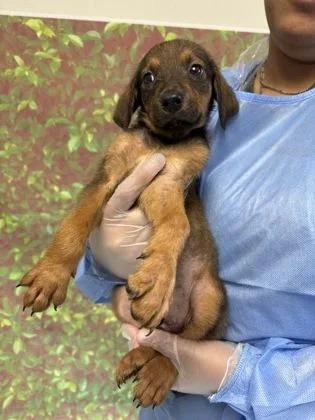 A young small-sized female Shepherd dog named Uma for adoption in San Antonio, TX