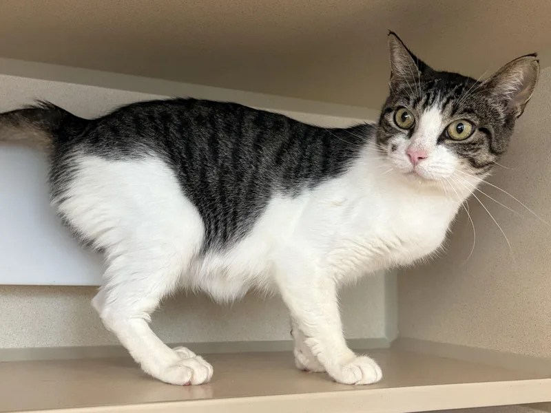 An adult medium-sized female Tabby (Brown / Chocolate) Domestic Short Hair cat named Krystal for adoption in Eatontown, NJ