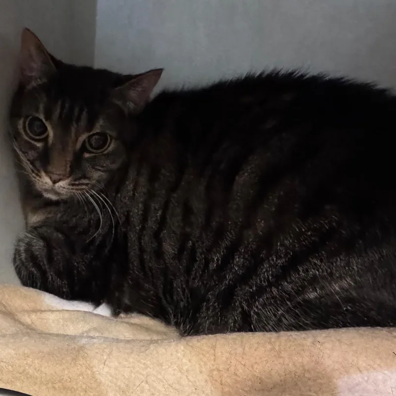 Pumpkin @ Petsmart On