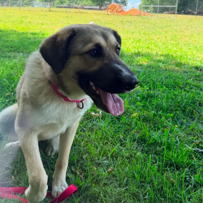 An adult large-sized female Brown / Chocolate Anatolian Shepherd dog named Honey for adoption in Fairfax Station, VA