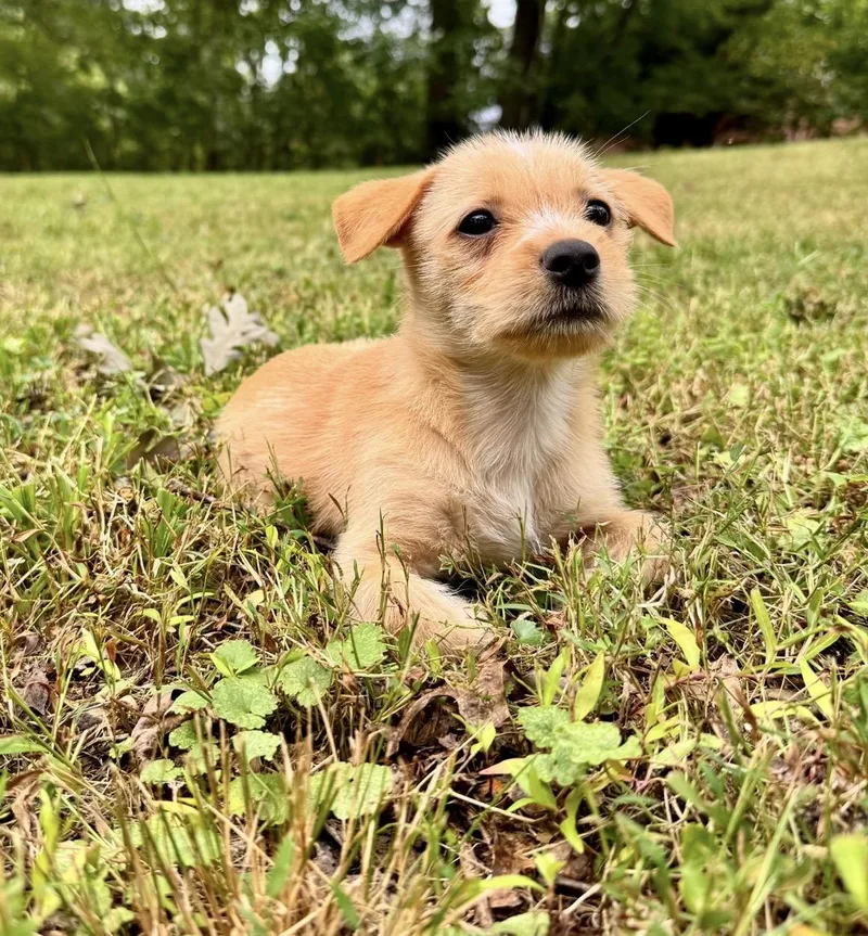 A baby medium-sized female Chihuahua dog named Butterscotch for adoption in Gainesville, VA