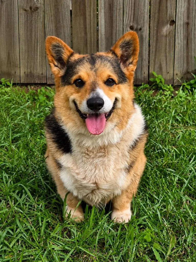 A young medium-sized male Corgi dog named Mike for adoption in North Syracuse, NY