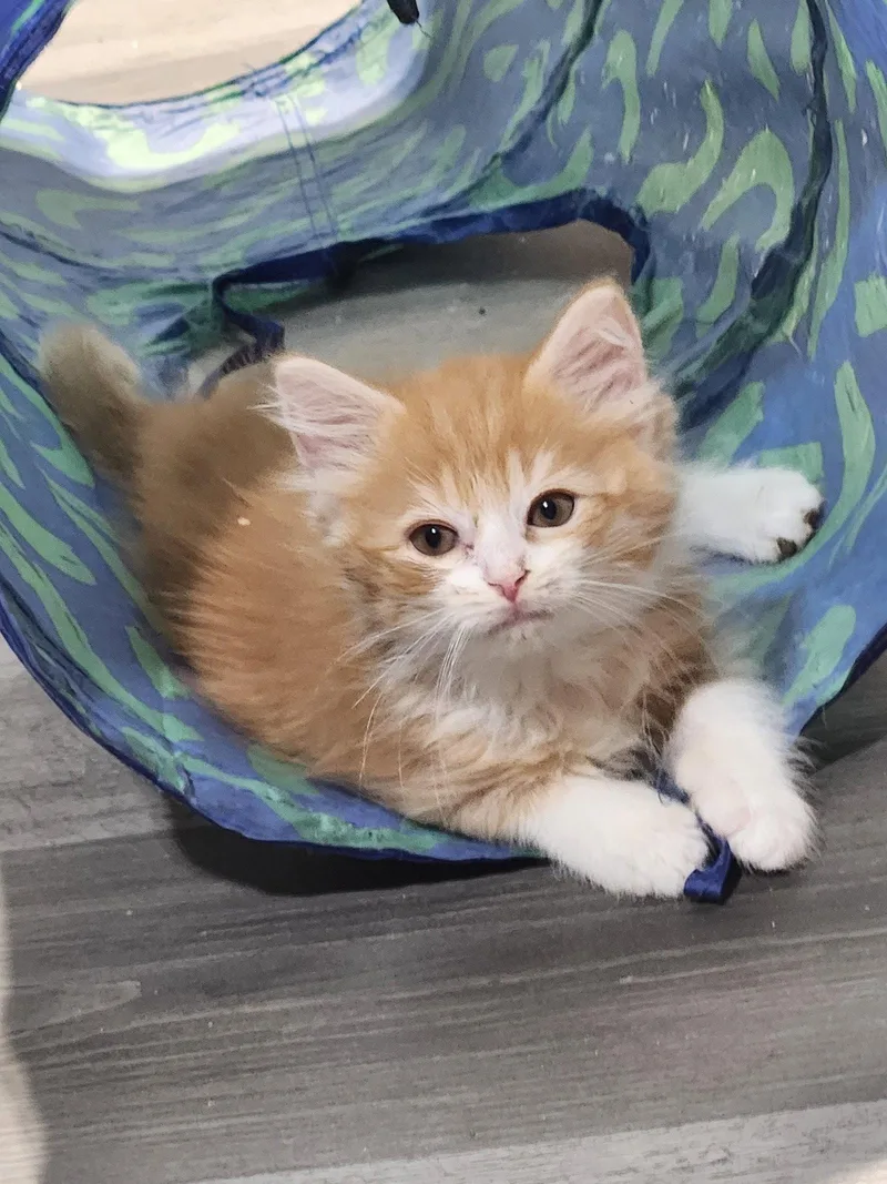 A baby medium-sized male Orange & White Domestic Long Hair cat named Tater Tot for adoption in Forest, VA