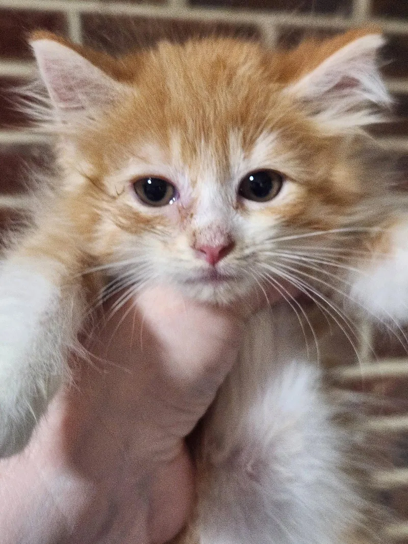 Tater Tot thumbnail 2