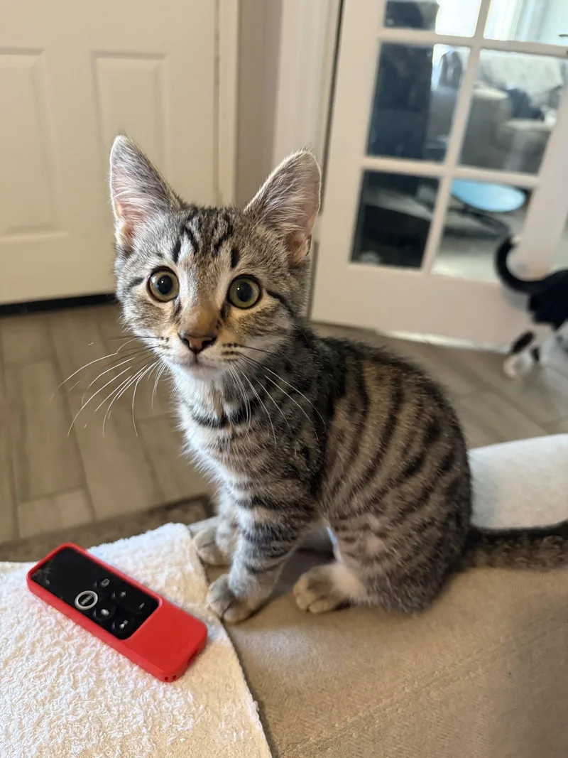 Piper