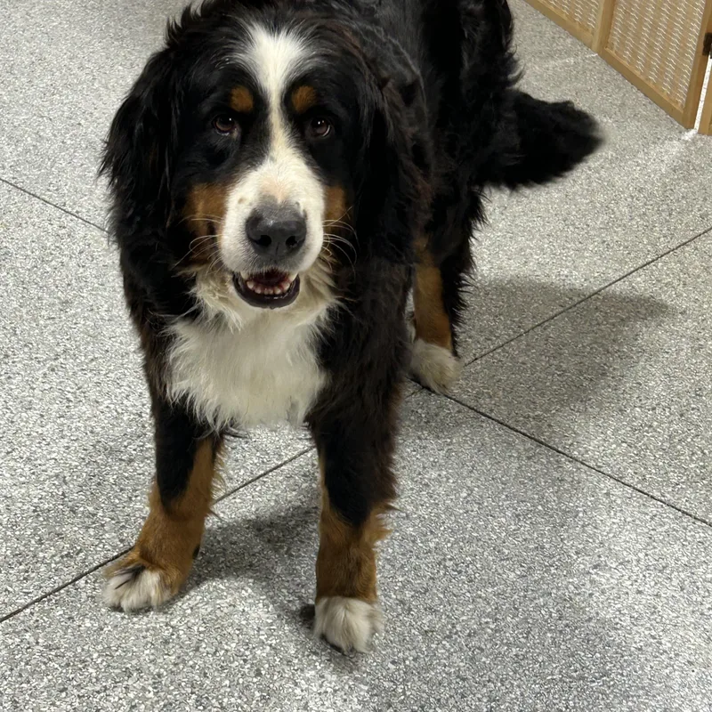 An adult large-sized female Tricolor (Brown, Black, & White) Bernese Mountain Dog dog named Lilly for adoption in Antwerp, OH