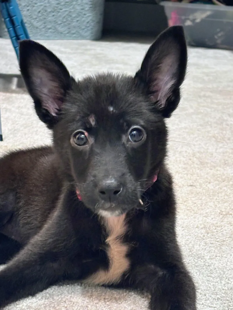 A baby medium-sized female Black Mixed Breed dog named Bell for adoption in Bella Vista, AR