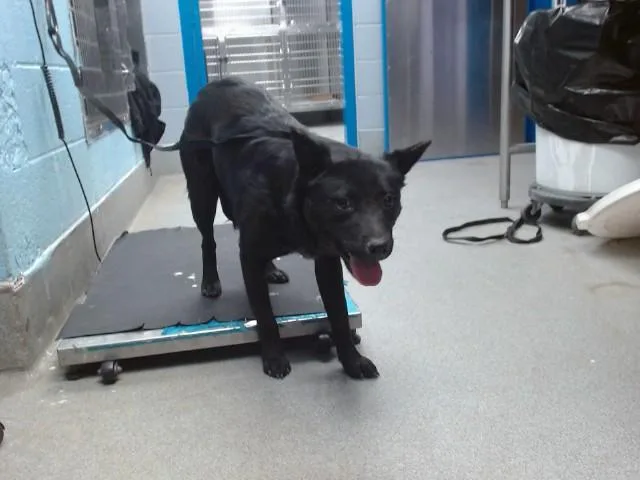 A young medium-sized female Australian Cattle Dog / Blue Heeler dog named Onyx for adoption in Albuquerque, NM