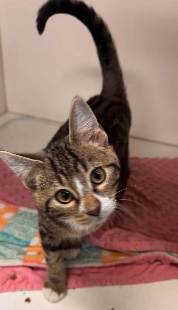 A baby small-sized female Domestic Short Hair cat named Juno for adoption in Crandon, WI