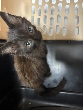 A baby small-sized female Domestic Medium Hair cat named Crispy for adoption in Cumming, GA