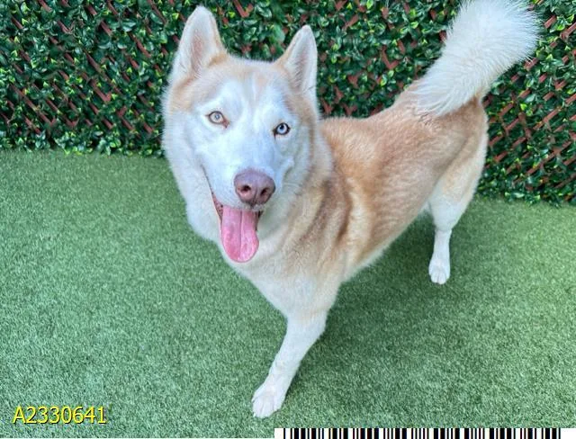 An adult large-sized male Mixed Breed dog named Oatmilk for adoption in West Palm Beach, FL