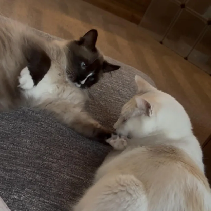 Toto thumbnail 2