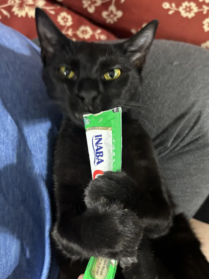 A young large-sized female Domestic Short Hair cat named Andrea aka Dre for adoption in Fort Worth, TX