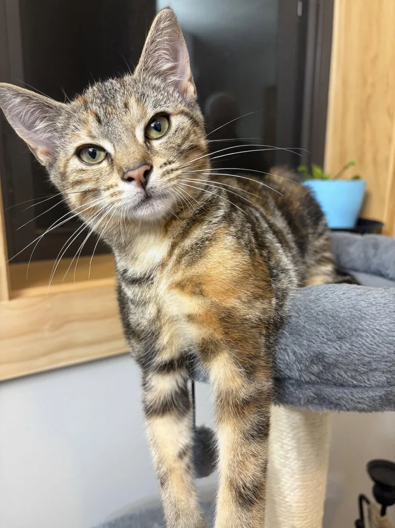 A baby medium-sized female Domestic Short Hair cat named Nala for adoption in Stewartsville, NJ