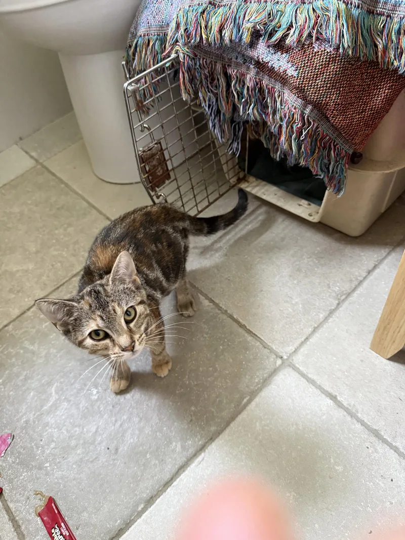 Nala thumbnail 2