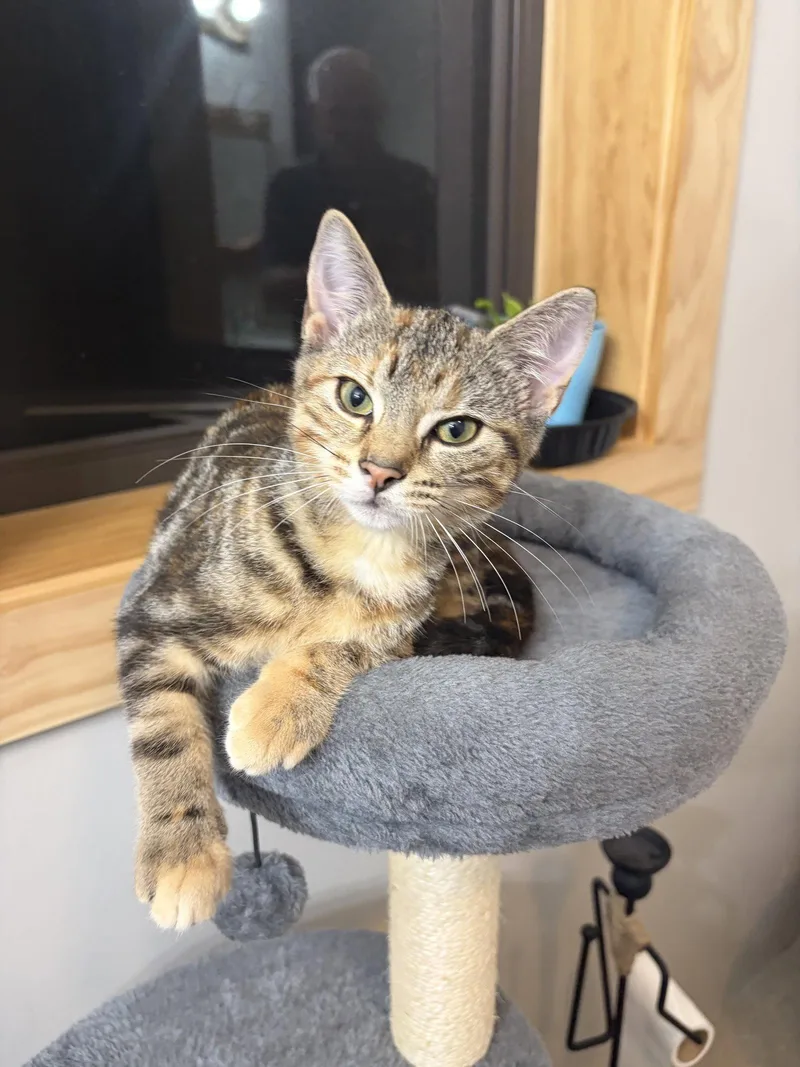 Nala thumbnail 3