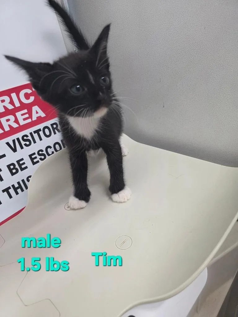 A baby medium-sized male Domestic Short Hair cat named Tim for adoption in Camden, TN