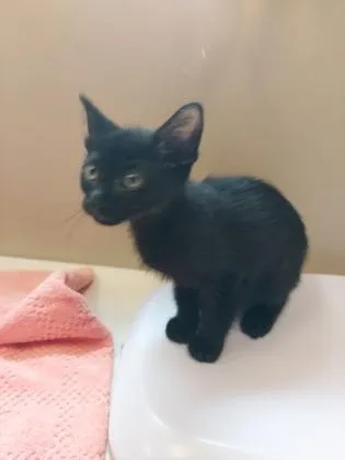 A baby small-sized male Domestic Short Hair cat named Chrysanthemum for adoption in Fishers, IN