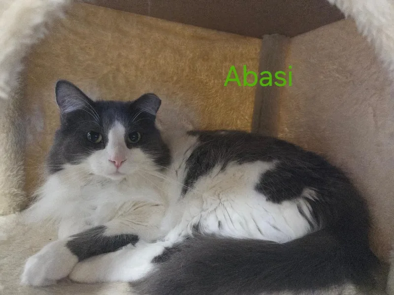 Abasi