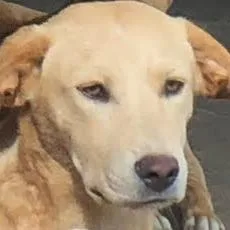 A young medium-sized male Golden Yellow Labrador Retriever dog named Harley for adoption in New Orleans, LA