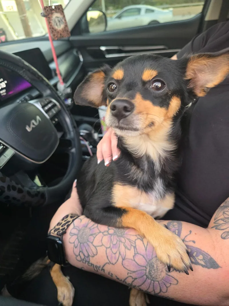 An adult small-sized female Black Mixed Breed dog named Jolene for adoption in Franklin, TN